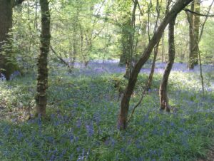 isfield walk