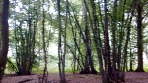 chailey walk